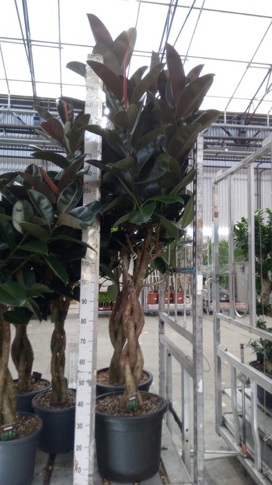 <h4>Ficus elastica 'Burgundy'</h4>