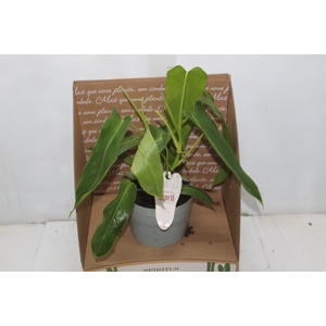 PHILODENDRON SPIRITUS SANCTI P17