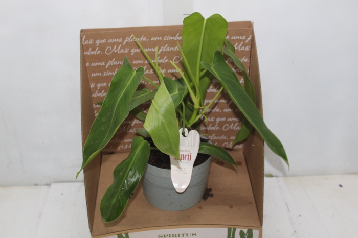 <h4>PHILODENDRON SPIRITUS SANCTI P17</h4>