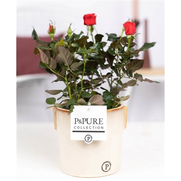 <h4>Rosa red in P&PURE Lauren ceramics</h4>