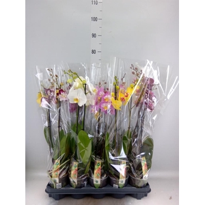 Phalaenopsis ...mix