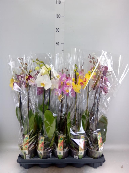 <h4>Phalaenopsis ...mix</h4>