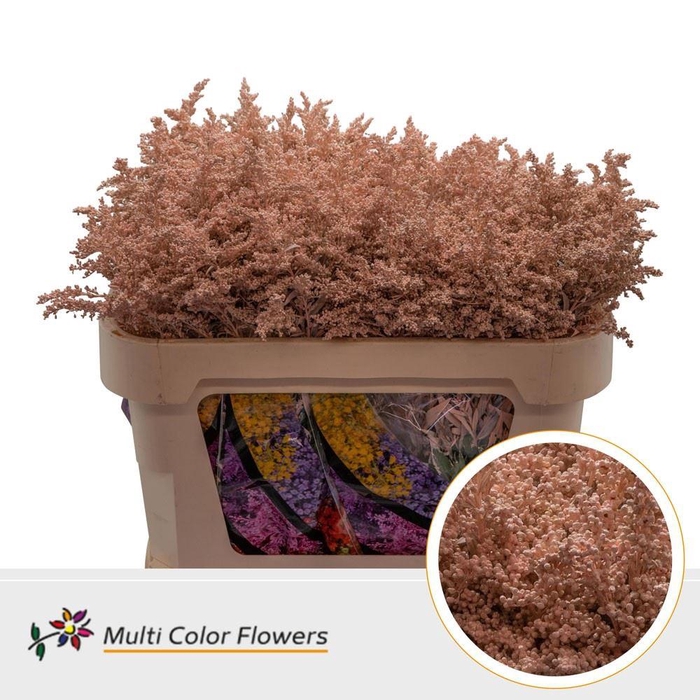 <h4>Solidago colored APRICOT</h4>