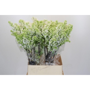 Lilac Vulg Madame Florent Stepman