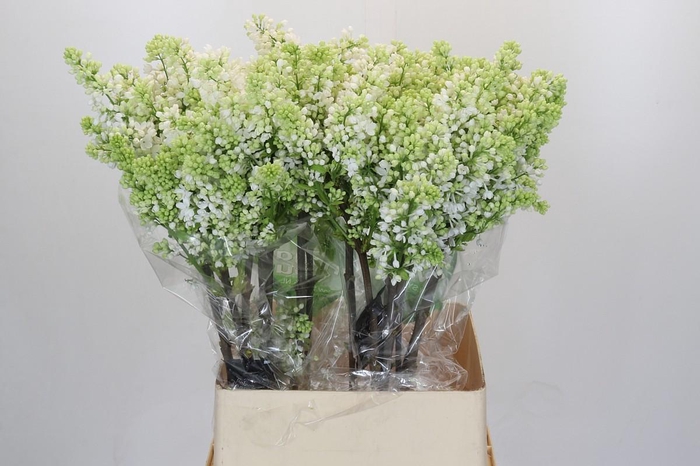 <h4>Lilac Vulg Madame Florent Stepman</h4>