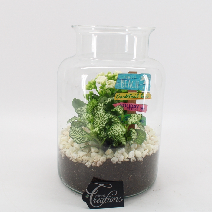 SMCR-2407 Summer Fundamentals terrarium