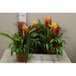ARR BROMELIA