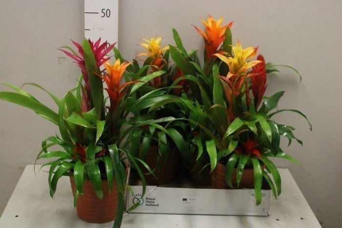 <h4>ARR BROMELIA</h4>