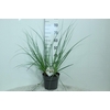 Cortaderia Selloana Junior