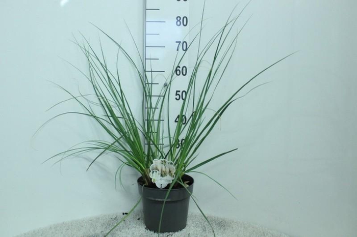 <h4>Cortaderia Selloana Junior</h4>
