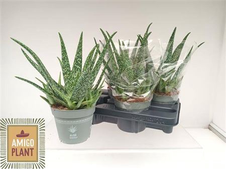 <h4>Aloe vera</h4>