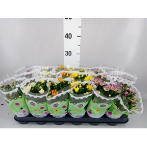 Chrysanthemum   ..mix 5