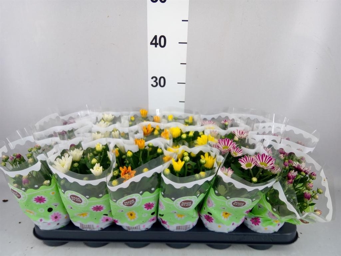 <h4>Chrysanthemum ..mix 5</h4>