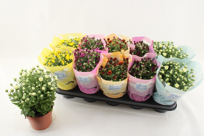 <h4>CHRYS MILKSH GEM</h4>