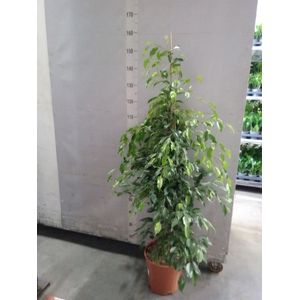 Ficus benja. 'Exotica'