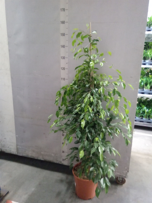 <h4>Ficus benja. 'Exotica'</h4>