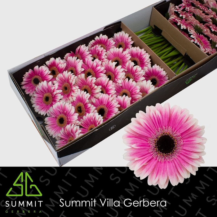 <h4>Gerbera Prelude Doos</h4>