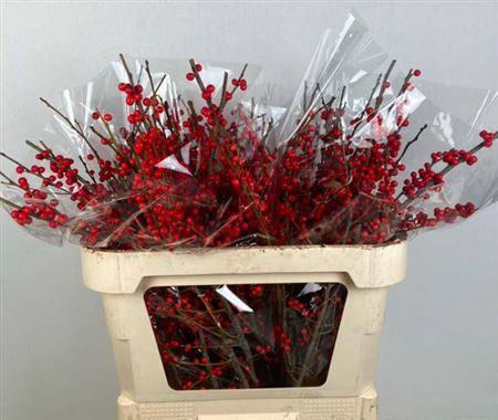 <h4>Ilex Ve Rode Bes</h4>