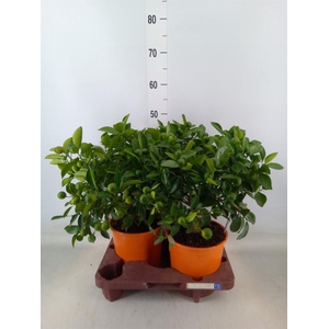 Citrofortunella mic.