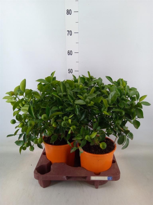 <h4>Citrofortunella mic.</h4>