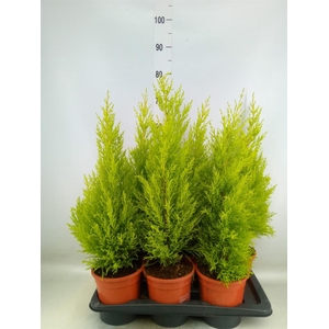 Cupressus macro. 'Goldcrest Wilma'