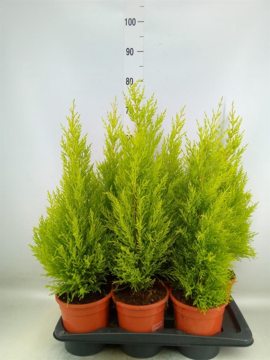 <h4>Cupressus macro. 'Goldcrest Wilma'</h4>