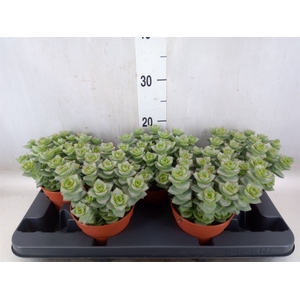 Crassula perforata