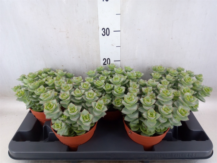<h4>Crassula perforata</h4>