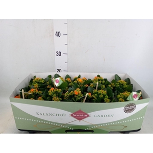 Kalanchoe  'Acheron'