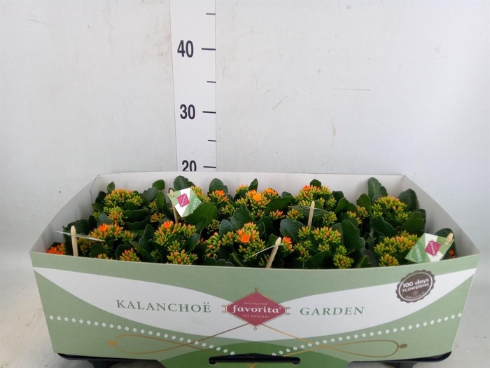 <h4>Kalanchoe  'Acheron'</h4>