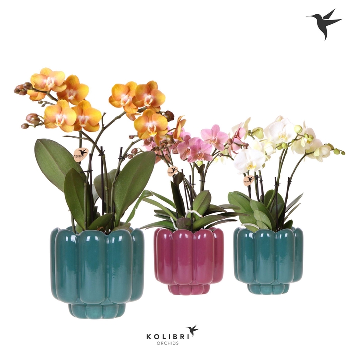 <h4>Kolibri Orchids Phalaenopsis Jewel mix 4 spike in Retro pot green mix</h4>