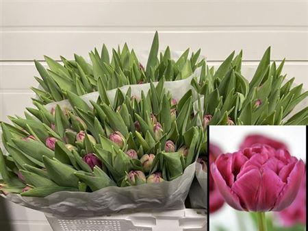 <h4>Tu Du Margarita</h4>