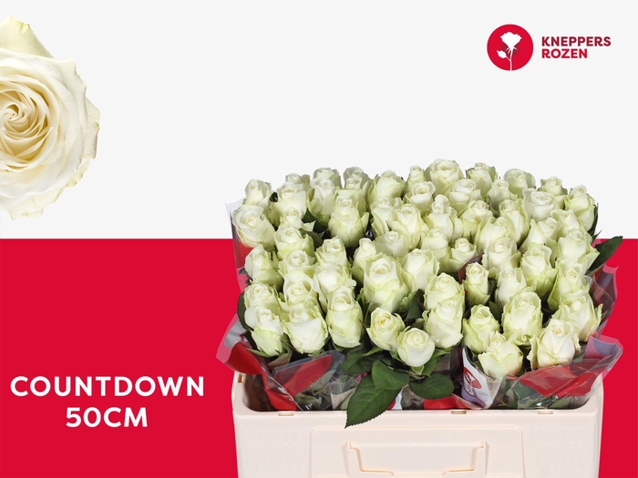 <h4>R GR COUNTDOWN! 50</h4>