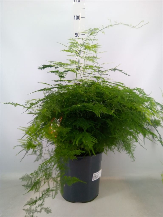 <h4>Asparagus setaceus</h4>