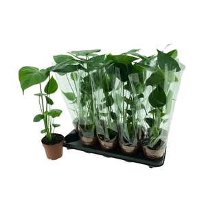 MONSTERA DELICIOSA P12