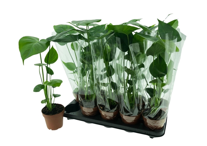 <h4>MONSTERA DELICIOSA P12</h4>