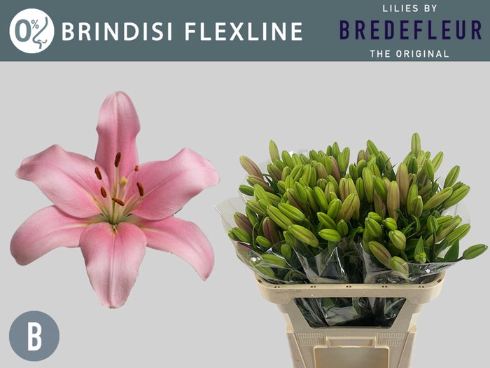 <h4>Li La Brindisi 2+ Flexline Bredefleur</h4>
