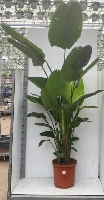 <h4>STRELITZIA NICOLAI</h4>