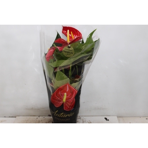 ANTHURIUM MICHIGAN P17 PREMIUM