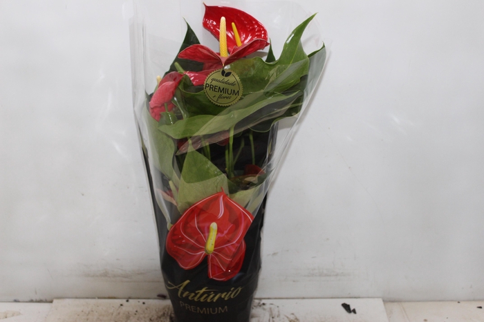 <h4>ANTHURIUM MICHIGAN P17 PREMIUM</h4>