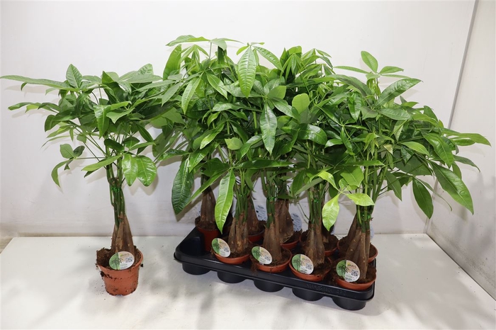 <h4>Pachira Aquatica</h4>