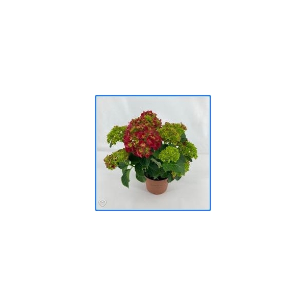 <h4>Hydrangea Hi Fire Red 14 cm 5 kop rijp 2</h4>