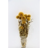 Pres Echinops 10pc Yellow Bunch