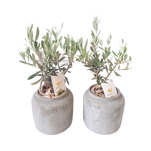 Arr.   Tuinplanten H%