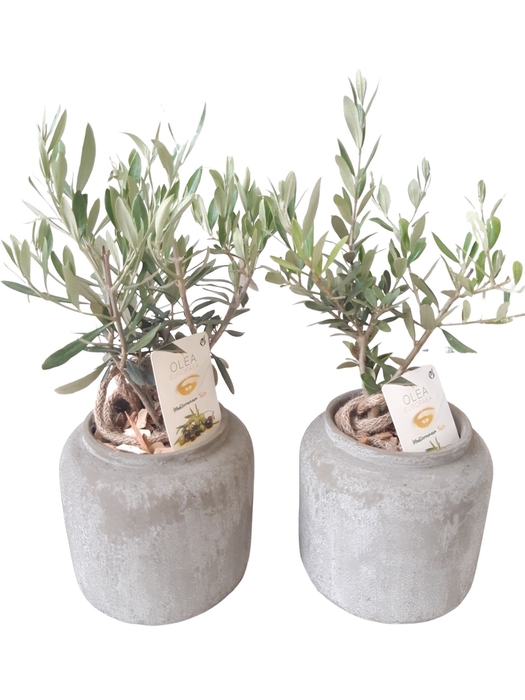 <h4>Arr.   Tuinplanten H%</h4>