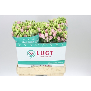 Eust Du Rosita Bright Pink