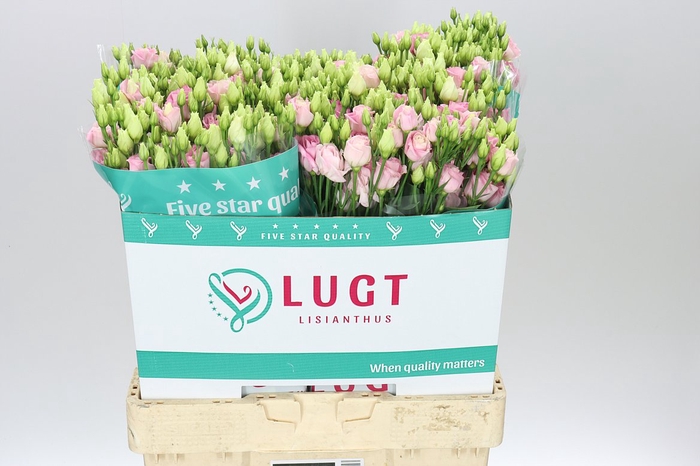 <h4>Eust Du Rosita Bright Pink</h4>