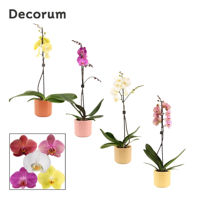 <h4>Phalaenopsis 1 tak 9+ mix in Kaya (Sympathetic moods-collection)</h4>