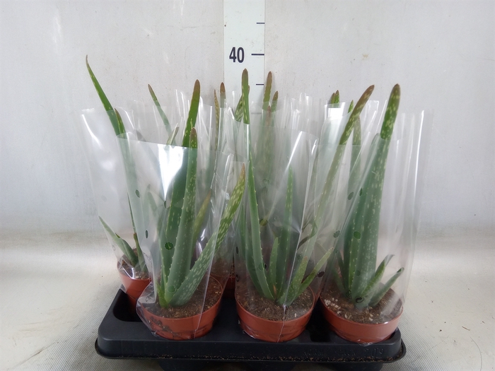 <h4>Aloe vera</h4>