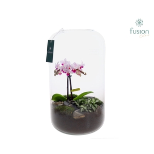 Green Bottle Isabella XXLarge met Phalaenopsis arrangement 24 uur levertijd